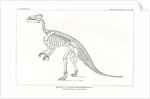 ‘Iguanodon bernissartensis’ by Unknown